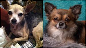 They are bold, fearless, and. Deer Head Chihuahua Vs Apple Head Chihuahua Get The Facts The Dog People By Rover Com