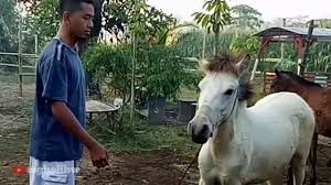 Sila subscribe my channel #rafidijuharymalaysiantrustedseller utk mengikuti perkembangan video yg terkini.kami menjual burung serta haiwan secara runcit. Jual Kuda Istimewa Nganjuk Jawa Timur 085336622454 Youtube