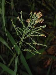 Image result for Panicum maximum