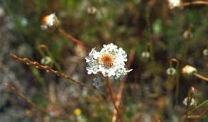 Image result for Vellereophyton dealbatum