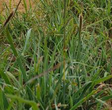 Image result for Anthephora pubescens