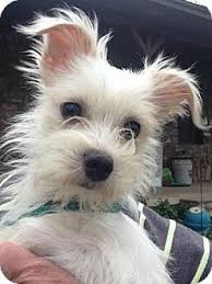 The maltese chihuahua dog breed comes in two coat types. Maltese Terrier Chihuahua Mix Pets Lovers