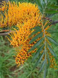 Image result for Grevillea robusta