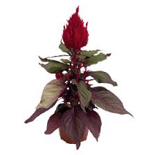 Image result for Celosia elegantissima