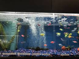 Looking to book a mobile petting zoo for an upcoming birthday party or event? Pet Club 33 Photos 79 Reviews Pet Stores 1 Chestnut Ave South San Francisco Ca Closed Yelp