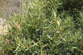 Image result for Pavetta zeyheri