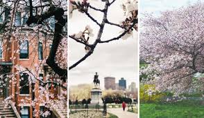 Acer / ˈ eɪ s ər / is a genus of trees and shrubs commonly known as maples.the genus is placed in the family sapindaceae. Types Of Flowering Trees In Massachusetts