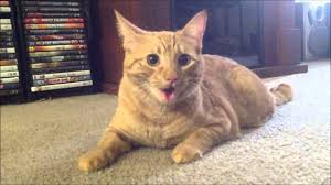 A cat that becomes overheated in summer can suffer from dehydration, heatstroke, and shock. Copper The Cat Panting After Running Youtube