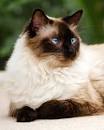 Himalayan Cat Names - Purrfect Cat Names