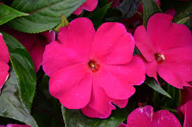 We did not find results for: Magnum Bright Purple New Guinea Impatiens Pahl S Market Apple Valley Mn