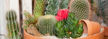That ensures your plants do not become waterlogged. Bloomiq