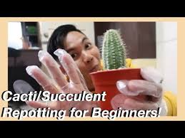 How to take christmas cactus cuttings. How To Repot Cactus And Succulent Philippines Ceasar Dg Youtube