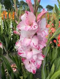 Image result for Gladiolus bellus