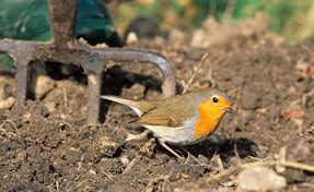 So Bauen Sie Eine Naturliche Nisthilfe Fur Rotkehlchen Nisthilfen Rotkehlchen Vogel Im Garten
