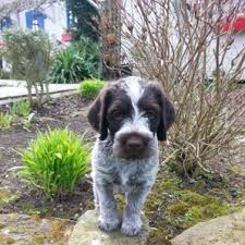 Before buying a puppy it is important to understand the associated costs of owning a dog. Korthals Griffon Puppies