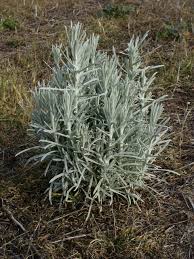 Image result for Heterotis canescens