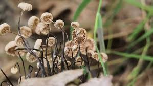 Image result for Marasmius rotula