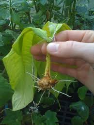 Image result for Amorphophallus goetzei