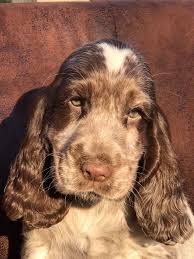 Chiot Elevage De L Empereur Sirius Eleveur De Chiens Cocker Spaniel Anglais