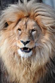 El león “Leon” se convierte en la atracción estrella de un zoológico checo  por su preciosa melena