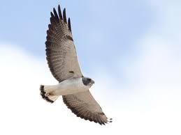 American goldfinches are so closely associated with thistle that john james audubon portrayed them on the plant in his seminal guide birds of america. White Tailed Hawk Identification All About Birds Cornell Lab Of Ornithology