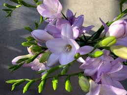 I fiori di lillà è il secondo singolo di danijay, che riprende dalla canzone la sedia di lillà di alberto fortis, zio di danijay, il quale partecipa a questo progetto. Fiori Lilla Varieta Diffuse Significato E Le Specie Piu Adatte Per I Matrimoni