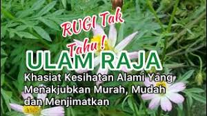 Bolehlah diamalkan untuk awet muda. Ulam Raja Rugi Tak Tahu Khasiat Kesihatan Alami Yang Menakjubkan Murah Mudah Dan Menjimatkan Youtube
