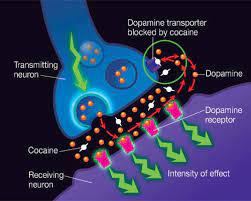 After a time, the dopamine decreases because transporters mop up the dopamine. How Does Cocaine Produce Its Effects National Institute On Drug Abuse Nida