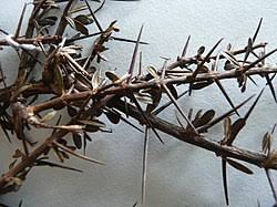 Image result for Saintpauliopsis lebrunii