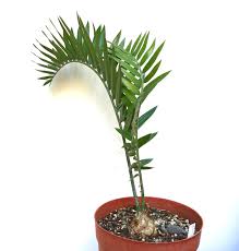 Image result for Encephalartos aplanatus