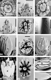 Image result for Ateleia herbert-smithii
