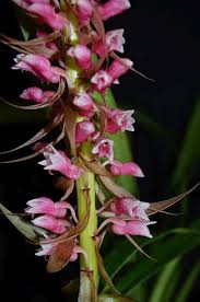 Image result for Lessertia macrostachya