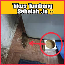 Masalah kencing tikus, leptospirosis, air kencing tikus, tanda penyakit kencing tikus, rawatan penyakit kencing tikus, penghalau tikus ultrasonik, rat ultrasonic repeller, pest chaser ultrasonic, apa itu leptospirosis. Cara Hapuskan Masalah Tikus Paling Mujarab Rtv Home Facebook