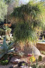 Image result for Beaucarnea recurvata