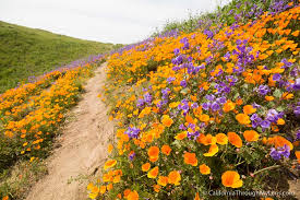 Image result for 2019 spring wildflowers in California