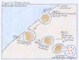 What Are Endocytosis And Exocytosis Anatomy And Physiology Biology Physiology