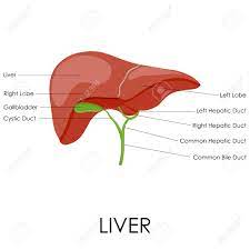 These include production of bile, metabolism of dietary compounds, detoxification, regulation of. Vector Illustration Of Diagram Of Human Liver Anatomy Royalty Free Cliparts Vectors And Stock Illustration Image 26566158