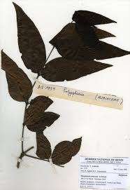 Image result for Polysphaeria