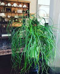 Read this article to learn about ponytail palm replanting. How To Grow Ponytail Palm Or Beaucarnea Recurvata