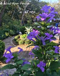 Image result for Barleria tanzaniana