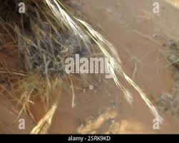 Image result for Stipagrostis uniplumis