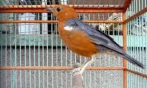 Check spelling or type a new query. Tips Merawat Burung Anis Merah Supaya Cepat Gacor