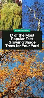 Check spelling or type a new query. 17 Of The Most Popular Fast Growing Shade Trees For Your Yard Garden And Happy