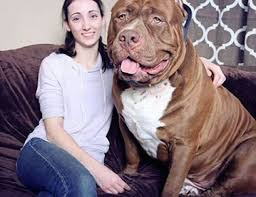 Dunyanin En Buyuk Ve En Tatli Pitbullu Http Www Ajanimo Com Dunyanin En Buyuk Ve En Tatli Pitbullu El Perro Mas Grande Del Mundo Pitbull Perros Enormes