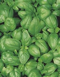 organic seeds vegetables & herbs mr