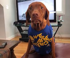 Vizslas are affectionate family companions and are wonderful with active children. Vizsla Breed Information Guide Quirks Pictures Personality Facts Barkpost