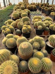 Suitable for all climatic zones. Golden Barrel Cactus Designer Trees Australia