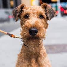 Thinkpup Shop Redbubble Irish Terrier Puppies Irish Terrier Irish Dog