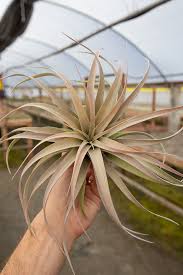 Image result for Xerophyta zambiana
