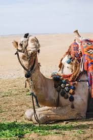 Sheriff brett stassi said not only was the woman walking around as if nothing had happened, but she smoked a cigarette after she had a mouth full of camel. 111 Camel Faces Photos Free Royalty Free Stock Photos From Dreamstime